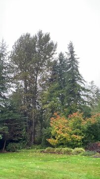Alders trees in a rain storm