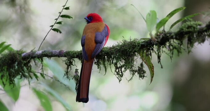 Whitehead's Trogon bird endemic of Borneo perching on a branch in a green forest