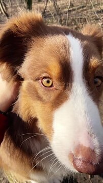 Close-up footage of an Australian Shepherd being gently petted by a person outdoors. The relaxed dog looks happy while enjoying attention in the forest