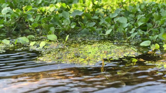 green grass in the pond