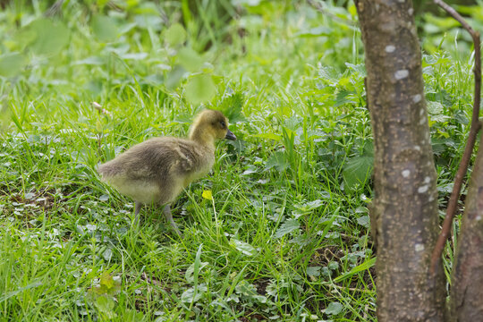 A young greylag goose gosling walks through the tall grass, a greylag gosling trudges through the meadow, a curious gosling in the lush green meadow, soft goose down, Anser anser