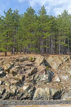 Pine Forest Rocky Landscape in West Serbia Spring Day