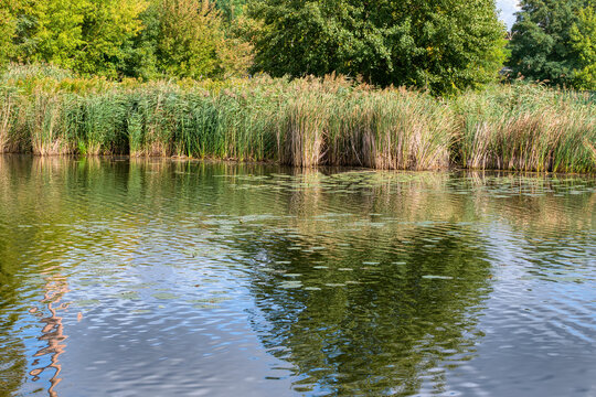bank of the Cybina overgrown with lush reeds, view in early autumn