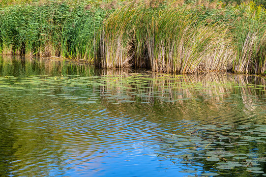 bank of the Cybina overgrown with lush reeds, view in early autumn