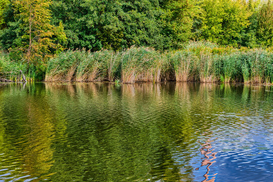 bank of the Cybina overgrown with lush reeds, view in early autumn