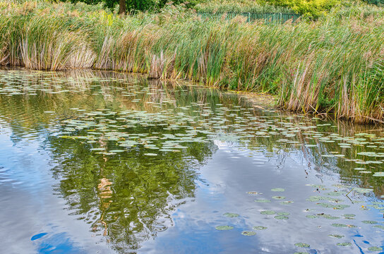 bank of the Cybina overgrown with lush reeds, view in early autumn