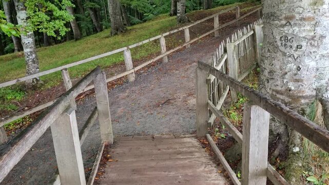Wooden Railings Along a Forest Trail in Jasmund National Park