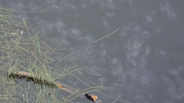 Swarm of Moon Jellyfish Drifting in Harbour Water