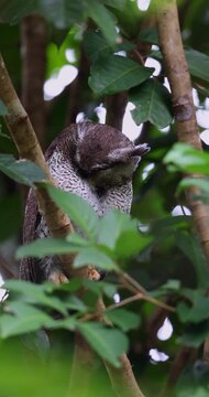 Majestic Barred Eagle-Owl perched on a mossy tree branch in Borneo&rsquo;s tropical rainforest