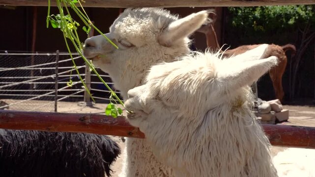 Close-up slow-motion shot of alpacas eating in Peru