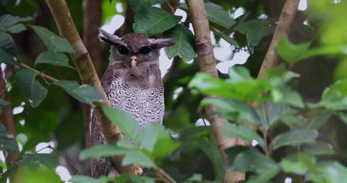 Majestic Barred Eagle-Owl perched on a mossy tree branch in Borneo&rsquo;s tropical rainforest