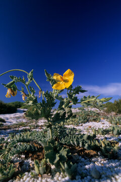 a yellow horned poppy (Glaucium flavum), a coastal plant belonging to the poppy family (Papaveraceae) Papavero cornuto (Glaucium flavum). Stintino, Saline, Sardegna, Italia