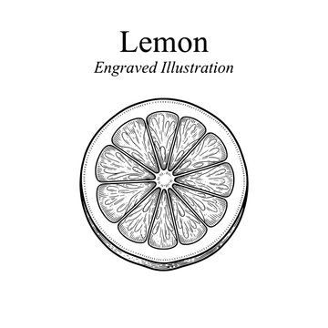 Lemon engraved illustration displaying detailed line art in monochrome style from a vintage perspective