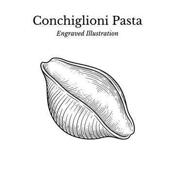 Engraved illustration of conchiglioni pasta showing detailed lines in a monochrome style