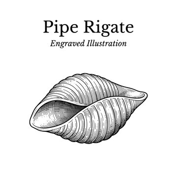 Pipe rigate engraved illustration of a shell in black and white