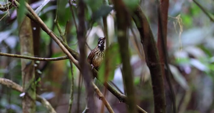 Nature wildlife footage of Black throated wren babbler making a call 