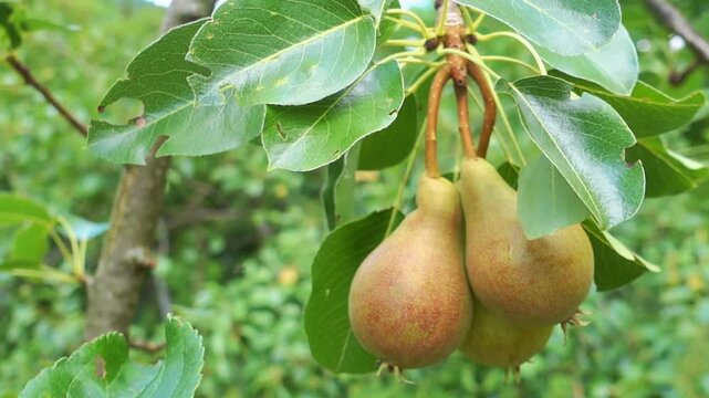 Ripe pears hanging on tree branch