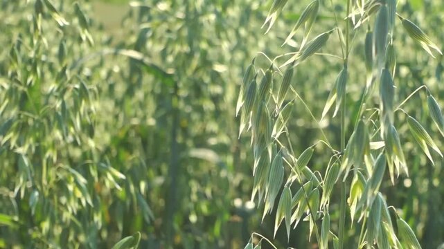 Fresh green oat field in spring