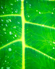 2026-03-19 green-leaf-water-drops-closeup-texture-natural-background © Reyza