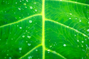 2026-03-19 green-leaf-water-drops-closeup-texture-natural-background © Reyza