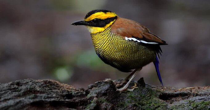 Bornean Banded Pitta (Hydrornis schwaneri) in tropical rainforest of Borneo
