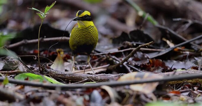 Bornean Banded Pitta (Hydrornis schwaneri) in tropical rainforest of Borneo
