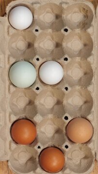 Colorful Farm Fresh Eggs Fill Carton in Stop Motion Vertical Video Background
