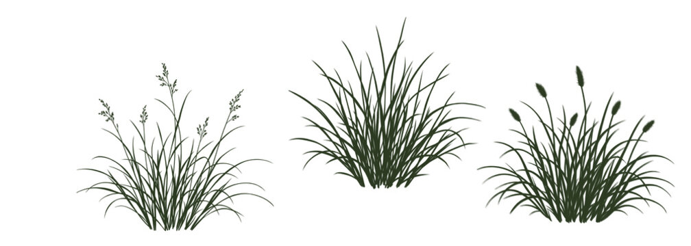 Conjunto de tres siluetas de plantas de hierba ornamental con planta de arroz, fondo transparente