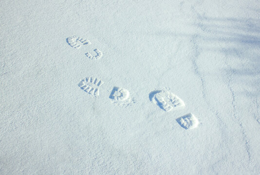 Footprints in fresh snow, winter walking trail across a snowy landscape with soft natural light and copy space for seasonal design
