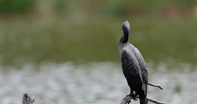 Footage of great cormorant perched on a wooden branch beside calm green water