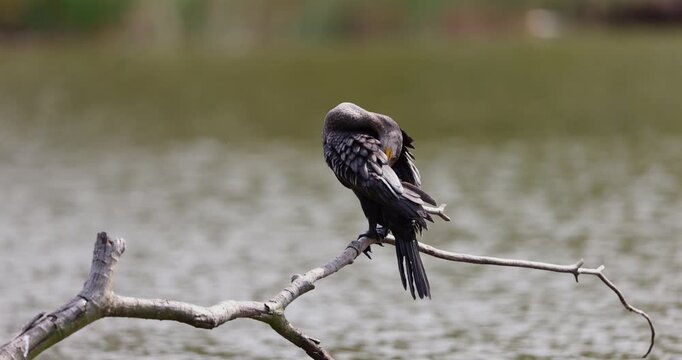 Footage of great cormorant perched on a wooden branch beside calm green water
