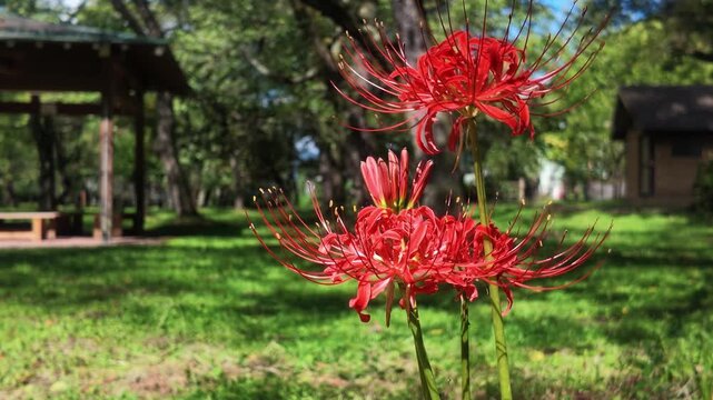 Beautiful wide shot of vibrant red spider lilies (Lycoris radiata) blooming in a park with a wooden pavilion and a green lawn under soft sunlight. Perfect for autumn travel marketing and backgrounds.