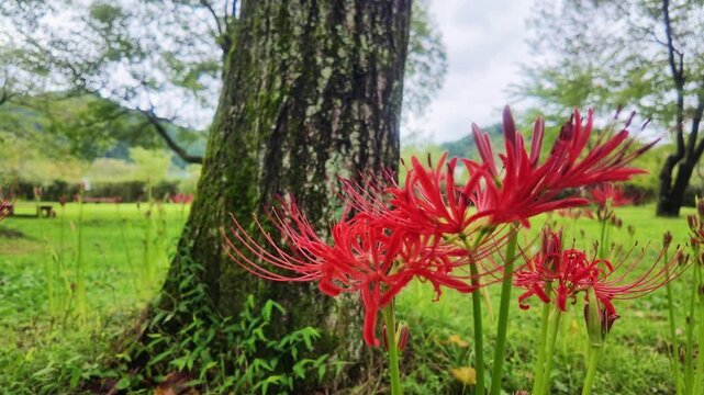 Beautiful shot of vibrant red spider lilies (Lycoris radiata) blooming in the foreground with a mossy large tree trunk on a green lawn. Perfect for autumn travel marketing and nature backgrounds.