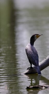 Footage of great cormorant perched on a wooden branch beside calm green water