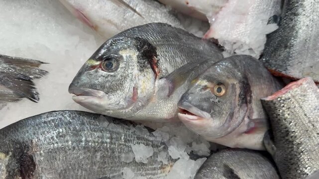 Close-up shot of fresh raw sea bream dorado fish on ice at seafood market. Organic culinary background, healthy mediterranean nutrition display, uncooked ocean ingredient.