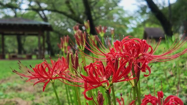 Beautiful medium shot of vibrant red spider lilies (Lycoris radiata) blooming with a soft-focused wooden pavilion and green trees background. Perfect for autumn travel marketing and copy space.