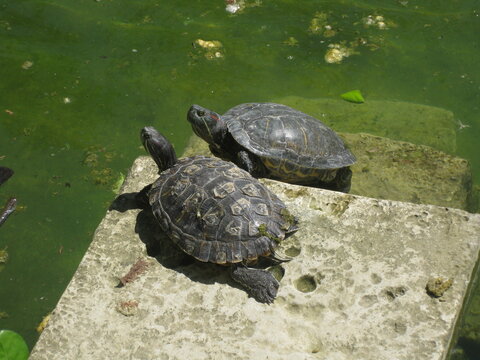 Schildkr&ouml;ten