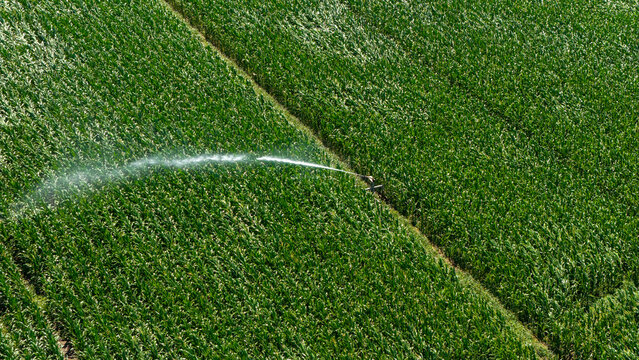 Aerial view of a center pivot irrigation system spraying water over a lush green cornfield in the agricultural landscape of Tulcea, Tulcea, Romania.