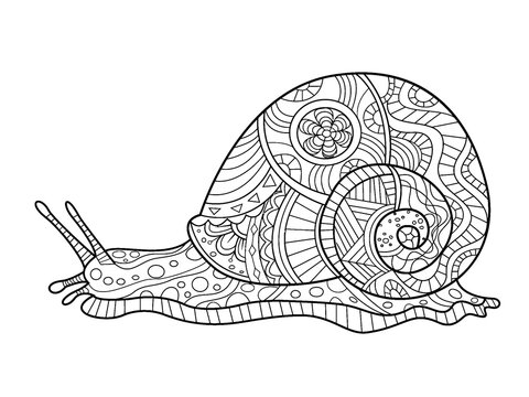 Intricate geometric snail shell illustration