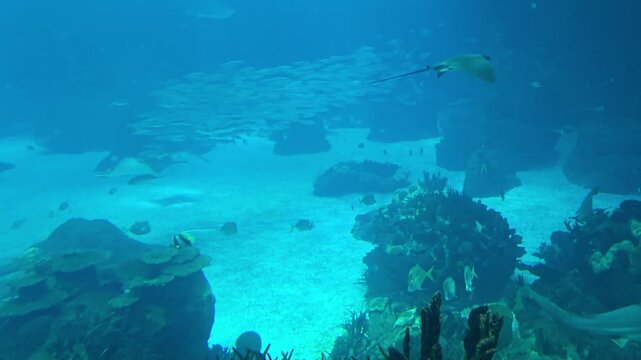 Rays, sharks and fishes swimming in the large tank