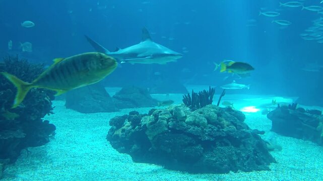 Sharks and fishes swimming in the large tank