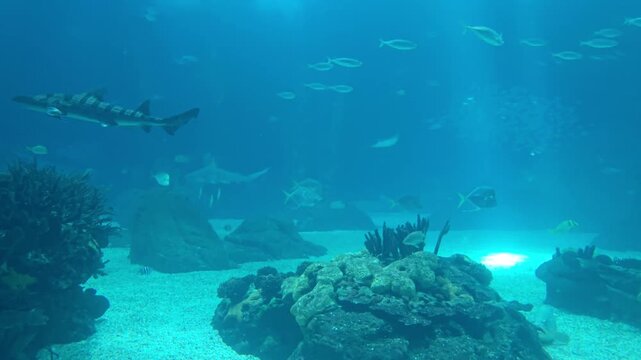 Rays, sharks and fishes swimming in the large tank