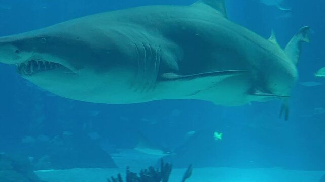 Sand tiger shark swimming inside a large aquarium