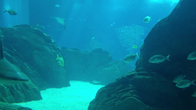 Rays, sharks and fishes swimming in the large tank