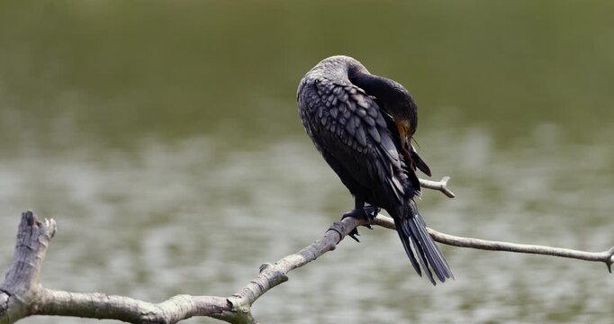 Footage of great cormorant perched on a wooden branch beside calm green water