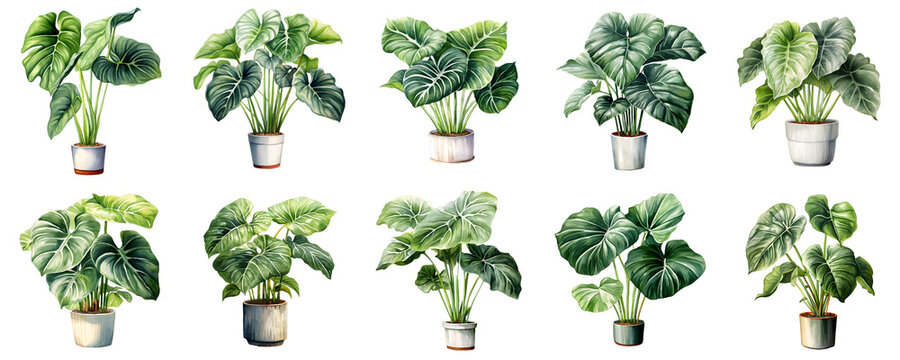Collection of watercolor philodendron plants arranged in pots on a black background