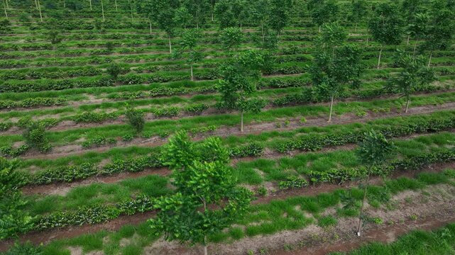 Aerial view of coffee intercropped with macadamia nuts and hardwood trees in agroforestry system