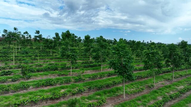Aerial view of coffee intercropped with macadamia nuts and hardwood trees in agroforestry system