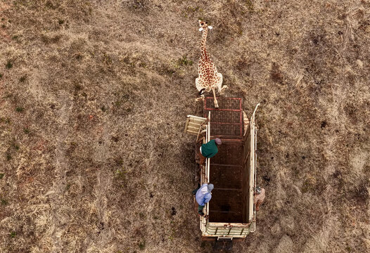 Aerial view of a male giraffe exiting a wildlife transport trailer during a game capture and relocation operation with the capture team standing by in Modimolle, Limpopo, South Africa.