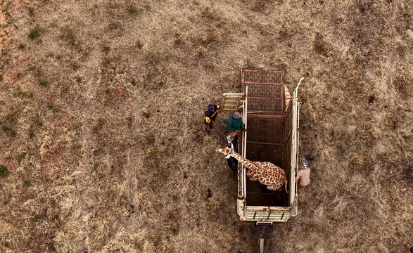 Aerial view of a wildlife conservation team releasing a male giraffe from a transport trailer into a wilderness area in Modimolle, Limpopo, South Africa.